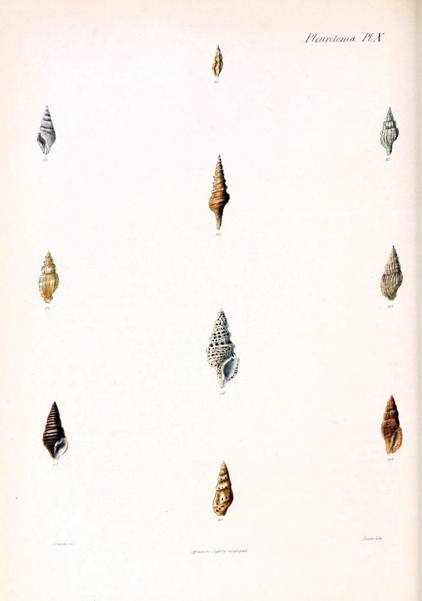 Conchologia iconica, or, Illustrations of the shells of molluscous animals. v.1London :Reeve, Brothers,1843-1878. | Mollusks "Pictorial works" Shells  | Vintage Print Reproduction 454098