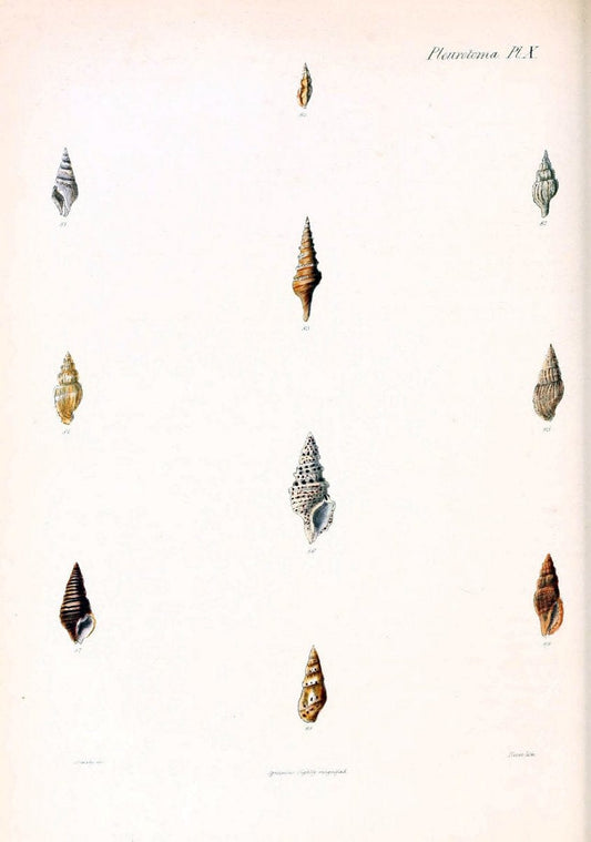 Conchologia iconica, or, Illustrations of the shells of molluscous animals. v.1London :Reeve, Brothers,1843-1878. | Mollusks "Pictorial works" Shells  | Vintage Print Reproduction 454098
