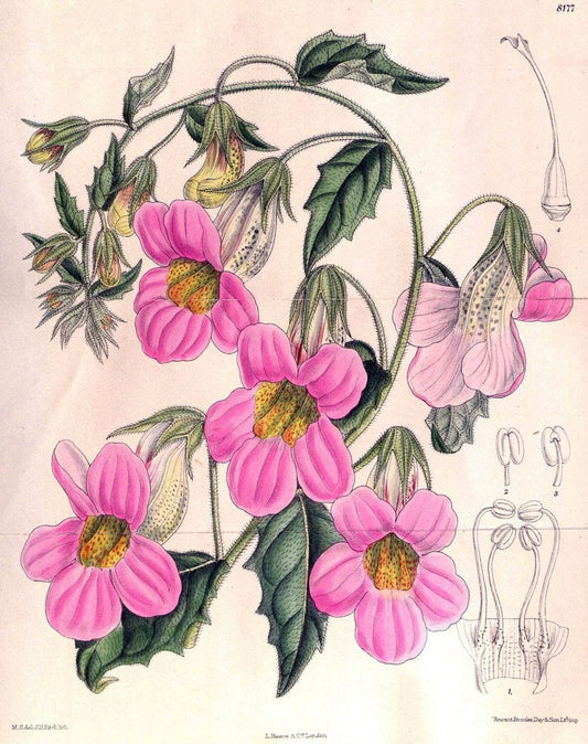 Curtis's botanical magazine. London ; New York [etc.] :Academic Press [etc.]. | "Botanical illustration" Botany Periodicals "Pictorial works" "Plants, Ornamental"  | Vintage Print Reproduction 454100