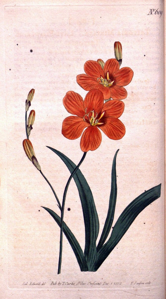 Curtis's botanical magazine. London ;New York [etc.] :Academic Press [etc.]. | Botany Periodicals "Pictorial works"  | Vintage Print Reproduction 454107