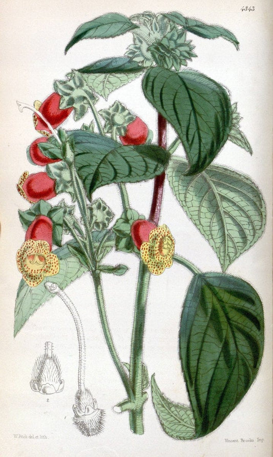 Curtis's botanical magazine. London ;New York [etc.] :Academic Press [etc.]. | Botany Periodicals "Pictorial works"  | Vintage Print Reproduction 454108