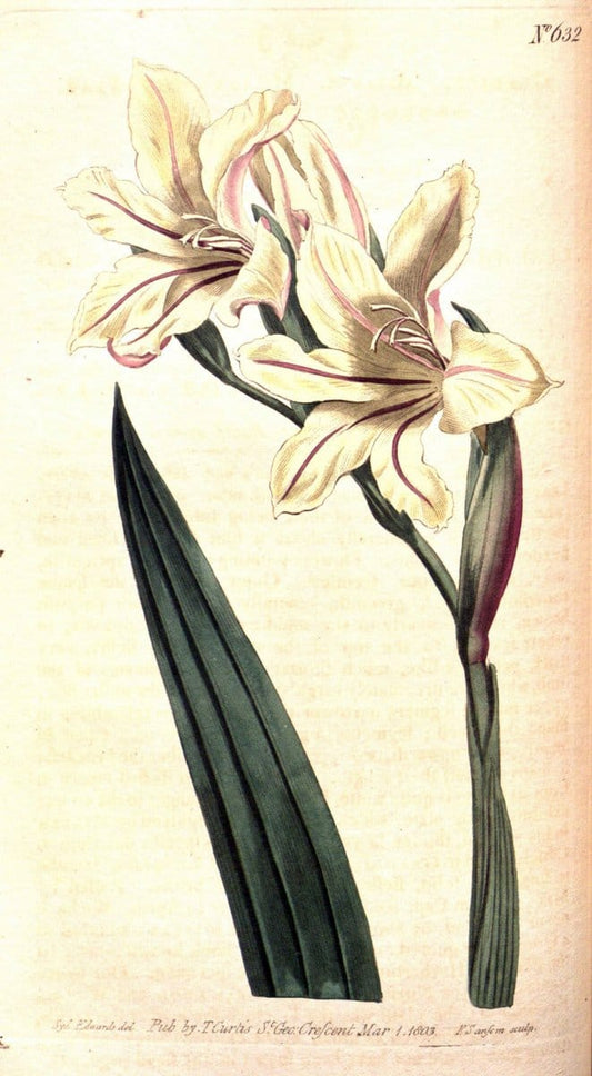 Curtis's botanical magazine. London ;New York [etc.] :Academic Press [etc.]. | Botany Periodicals "Pictorial works"  | Vintage Print Reproduction 454109