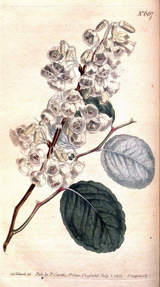 Curtis's botanical magazine. London ;New York [etc.] :Academic Press [etc.]. | Botany Periodicals "Pictorial works"  | Vintage Print Reproduction 454110