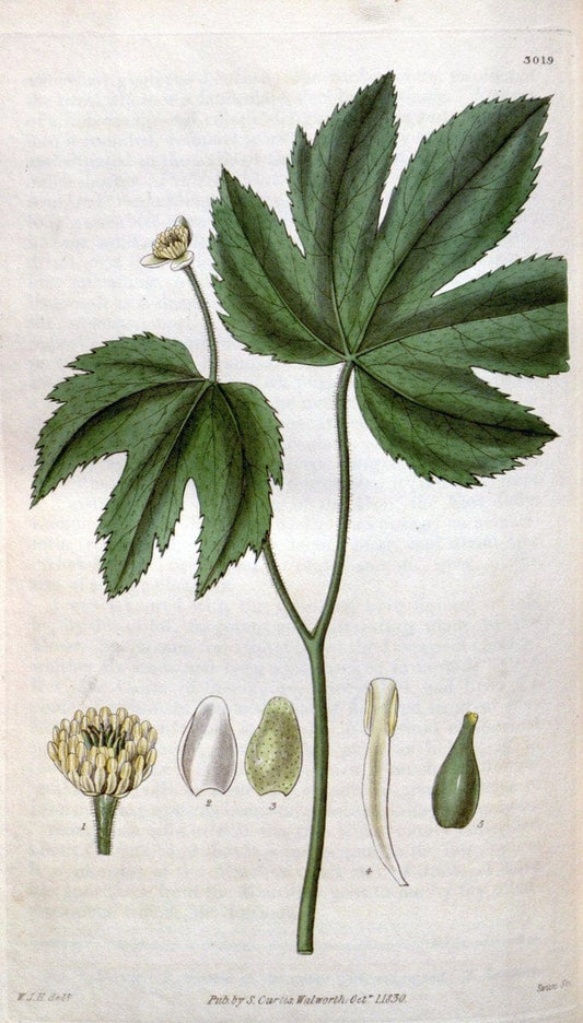 Curtis's botanical magazine. London ;New York [etc.] :Academic Press [etc.]. | Botany Periodicals "Pictorial works"  | Vintage Print Reproduction 454111