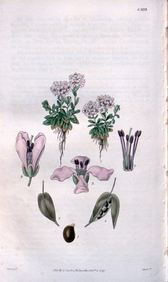 Curtis's botanical magazine. London ;New York [etc.] :Academic Press [etc.]. | Botany Periodicals "Pictorial works"  | Vintage Print Reproduction 454112