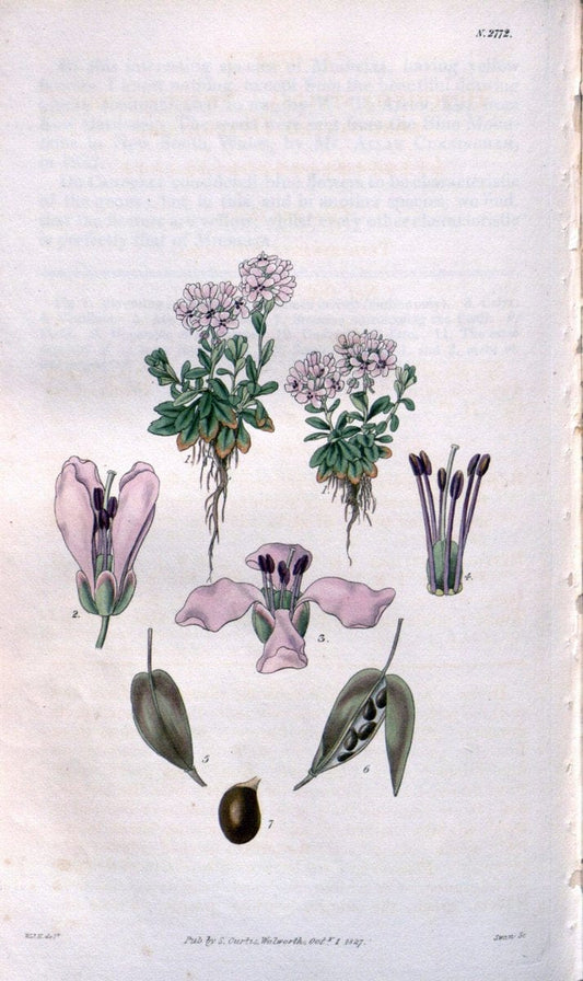 Curtis's botanical magazine. London ;New York [etc.] :Academic Press [etc.]. | Botany Periodicals "Pictorial works"  | Vintage Print Reproduction 454112