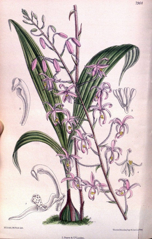 Curtis's botanical magazine. London ; New York [etc.] :Academic Press [etc.]. | "Botanical illustration" Botany Periodicals "Pictorial works" "Plants, Ornamental"  | Vintage Print Reproduction 454113