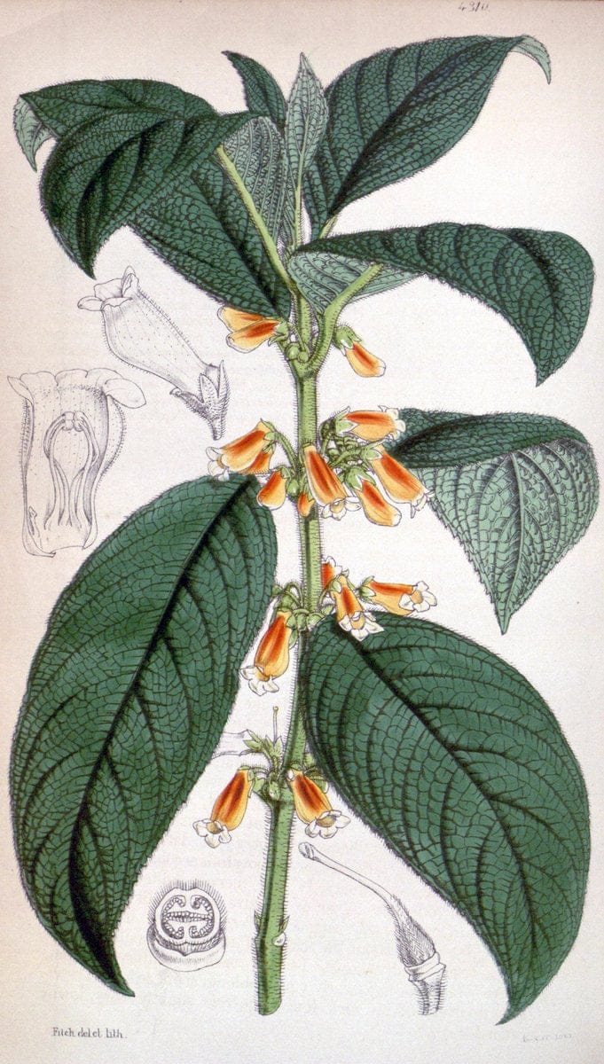 Curtis's botanical magazine. London ; New York [etc.] :Academic Press [etc.]. | "Botanical illustration" Botany Periodicals "Pictorial works" "Plants, Ornamental"  | Vintage Print Reproduction 454114