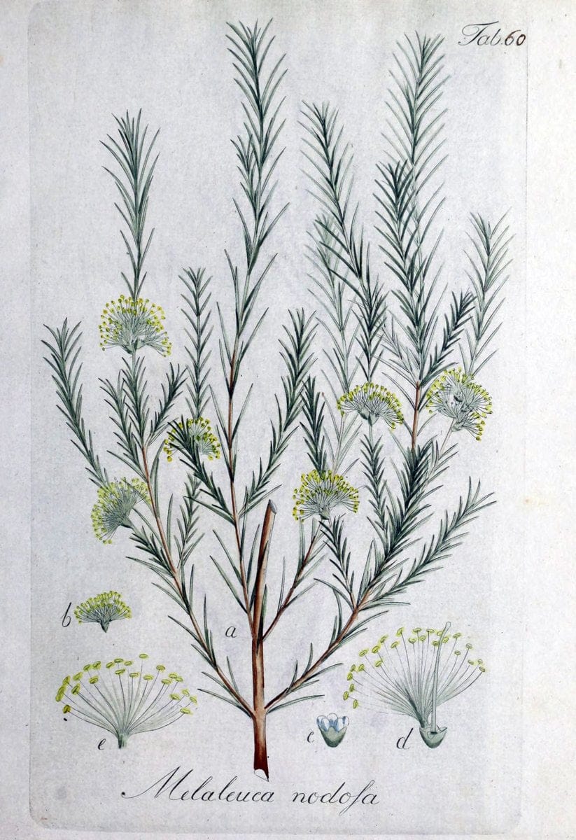 Collectio plantarum tam exoticarum, quam indigenarum, cum delineatione, descriptione cul | Botany | Vintage Print Reproduction 454116