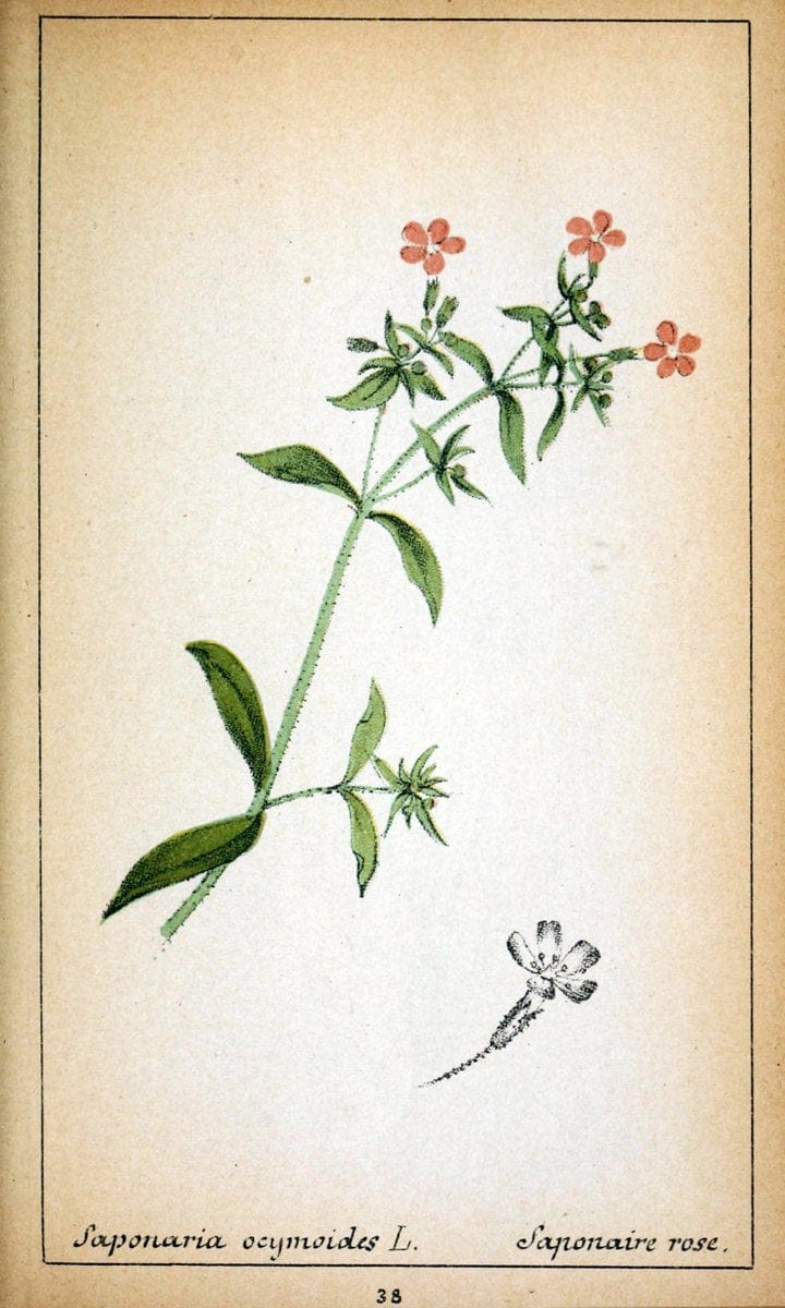 Choix de plantes de l'Europe centrale et particuliÃ¨rement de la Suisse et de la SavoieGe | Europe Central "Pictorial works" Plants "Savoy (France and Italy)" Switzerland  | Vintage Reproduction 454117