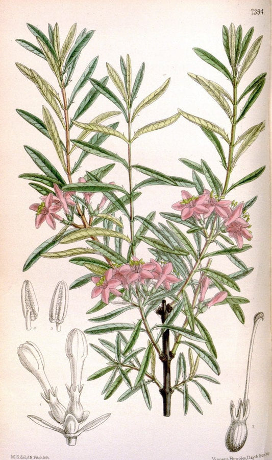 Curtis's botanical magazine. London ; New York [etc.] :Academic Press [etc.]. | "Botanical illustration" Botany Periodicals "Pictorial works" "Plants, Ornamental"  | Vintage Print Reproduction 454120