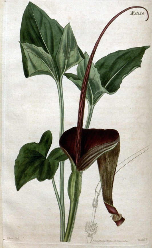 Curtis's botanical magazine. London ; New York [etc.] :Academic Press [etc.]. | "Botanical illustration" Botany Periodicals "Pictorial works" "Plants, Ornamental"  | Vintage Print Reproduction 454122