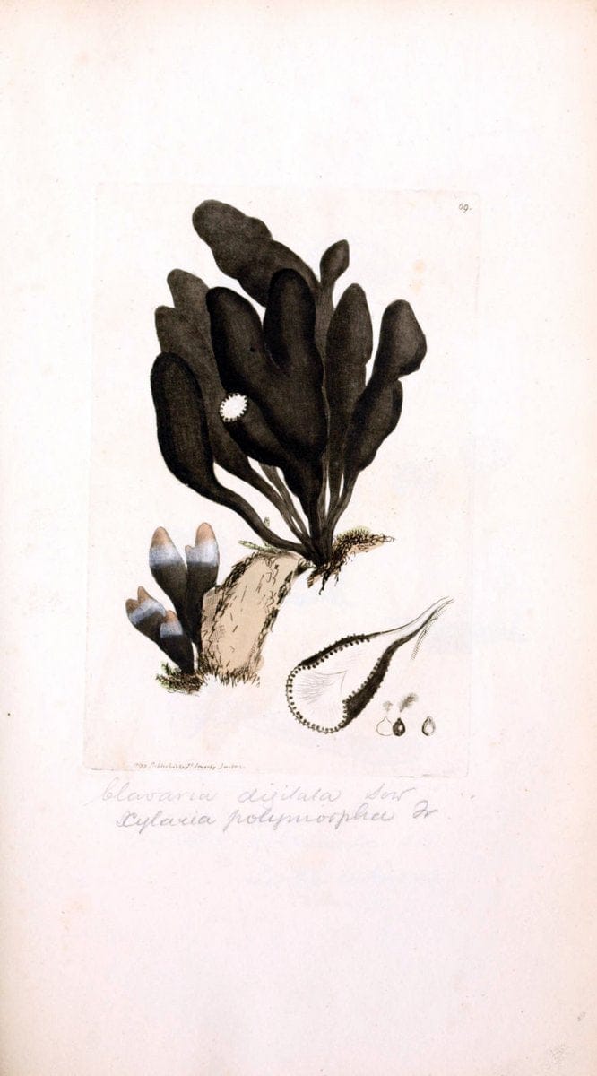 Coloured figures of English fungi or mushrooms. London,Printed by J. Davis,1797-[1809]. | England Mushrooms  | Vintage Print Reproduction 454125