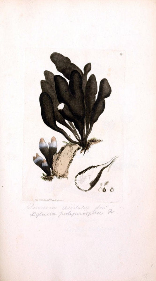 Coloured figures of English fungi or mushrooms. London,Printed by J. Davis,1797-[1809]. | England Mushrooms  | Vintage Print Reproduction 454125