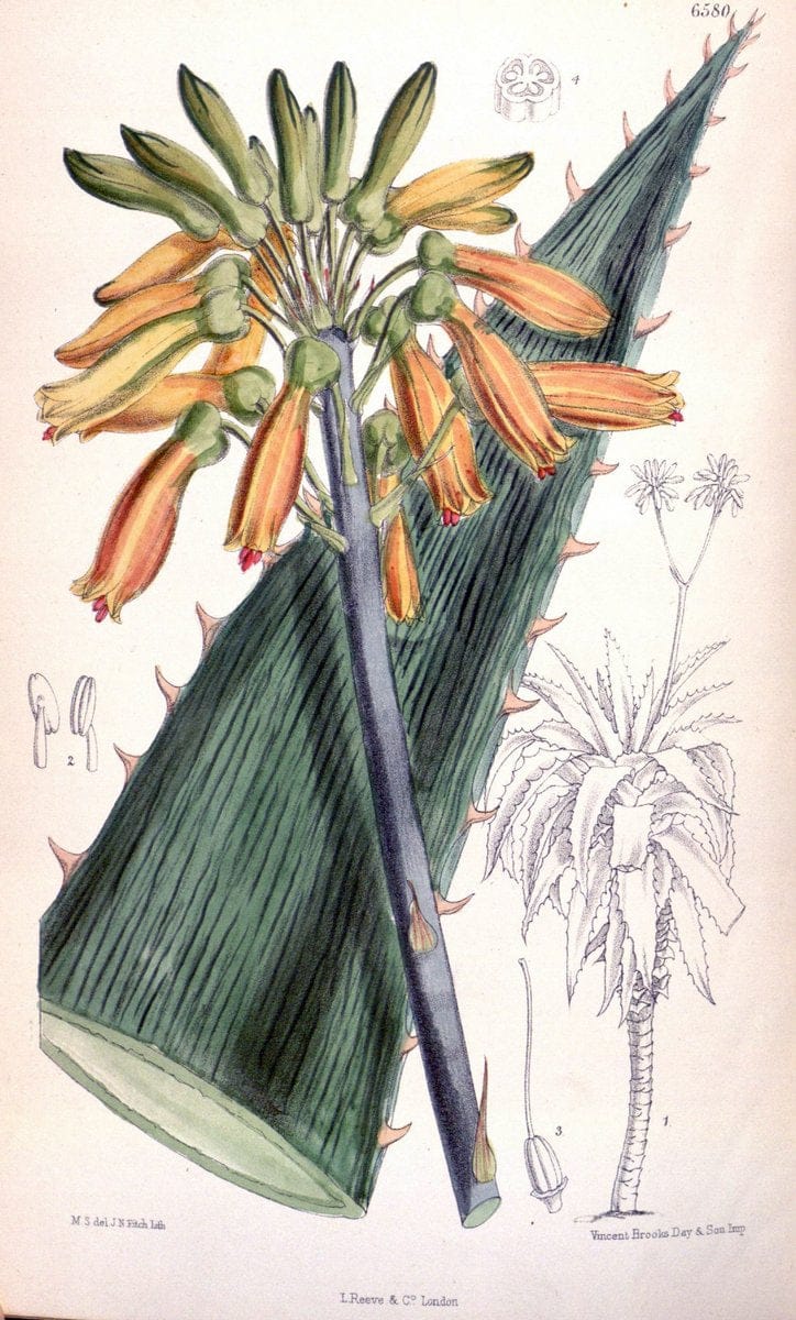 Curtis's botanical magazine. London ; New York [etc.] :Academic Press [etc.]. | "Botanical illustration" Botany Periodicals "Pictorial works" "Plants, Ornamental"  | Vintage Print Reproduction 454126