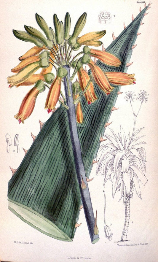 Curtis's botanical magazine. London ; New York [etc.] :Academic Press [etc.]. | "Botanical illustration" Botany Periodicals "Pictorial works" "Plants, Ornamental"  | Vintage Print Reproduction 454126