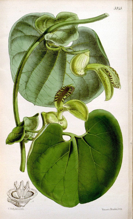 Curtis's botanical magazine. London ; New York [etc.] :Academic Press [etc.]. | "Botanical illustration" Botany Periodicals "Pictorial works" "Plants, Ornamental"  | Vintage Print Reproduction 454127
