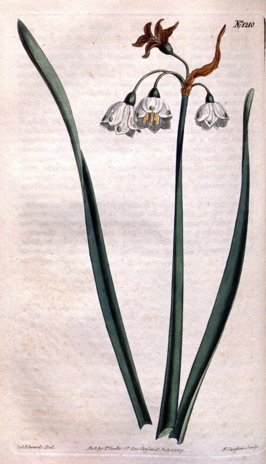 Curtis's botanical magazine. London ; New York [etc.] :Academic Press [etc.]. | "Botanical illustration" Botany Periodicals "Pictorial works" "Plants, Ornamental"  | Vintage Print Reproduction 454128