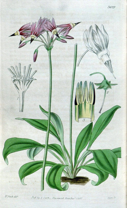 Curtis's botanical magazine. London ; New York [etc.] :Academic Press [etc.]. | "Botanical illustration" Botany Periodicals "Pictorial works" "Plants, Ornamental"  | Vintage Print Reproduction 454131
