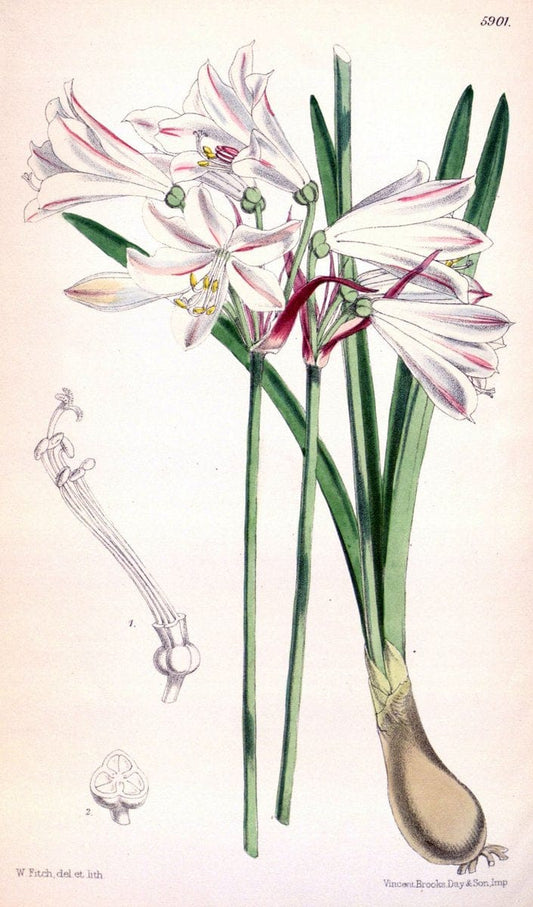 Curtis's botanical magazine..London ;New York [etc.] :Academic Press [etc.]. |  | Vintage Print Reproduction 454132