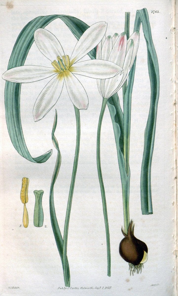 Curtis's botanical magazine..London ;New York [etc.] :Academic Press [etc.]. |  | Vintage Print Reproduction 454133