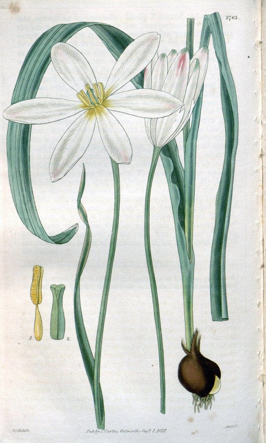 Curtis's botanical magazine..London ;New York [etc.] :Academic Press [etc.]. |  | Vintage Print Reproduction 454133