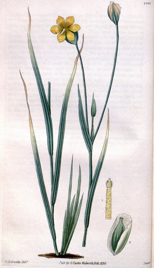 Curtis's botanical magazine. London ;New York [etc.] :Academic Press [etc.]. | Botany Periodicals "Pictorial works"  | Vintage Print Reproduction 454134