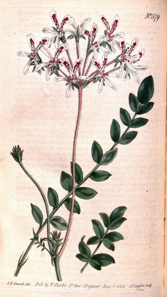 Curtis's botanical magazine. London ;New York [etc.] :Academic Press [etc.]. | Botany Periodicals "Pictorial works"  | Vintage Print Reproduction 454135