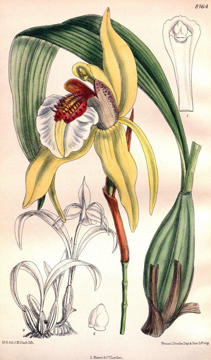 Curtis's botanical magazine. London ;New York [etc.] :Academic Press [etc.]. | Botany Periodicals "Pictorial works"  | Vintage Print Reproduction 454136