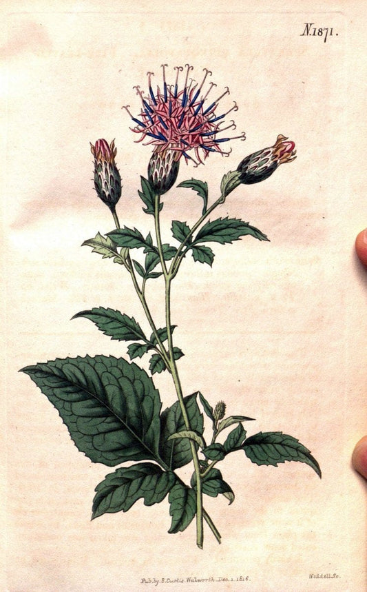 Curtis's botanical magazine. London ; New York [etc.] :Academic Press [etc.]. | "Botanical illustration" Botany Periodicals "Pictorial works" "Plants, Ornamental"  | Vintage Print Reproduction 454137
