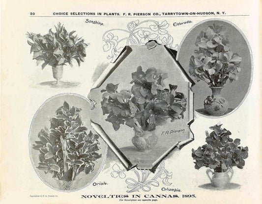 Choice flower seeds /.Minneapolis :Emma V. White.  | Vintage Print Reproduction 454139