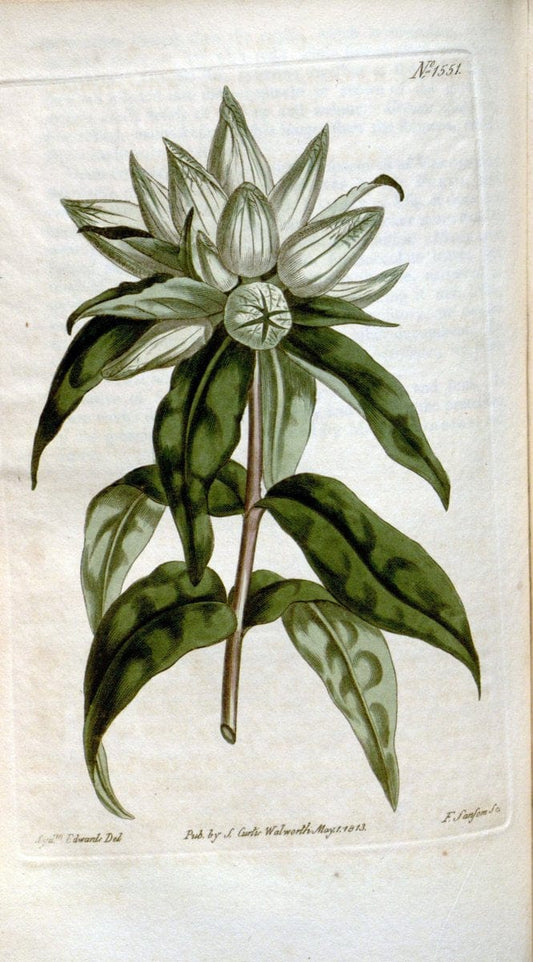 Curtis's botanical magazine. London ; New York [etc.] :Academic Press [etc.]. | "Botanical illustration" Botany Periodicals "Pictorial works" "Plants, Ornamental"  | Vintage Print Reproduction 454141