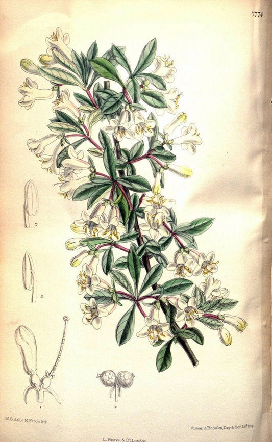Curtis's botanical magazine. London ; New York [etc.] :Academic Press [etc.]. | "Botanical illustration" Botany Periodicals "Pictorial works" "Plants, Ornamental"  | Vintage Print Reproduction 454142