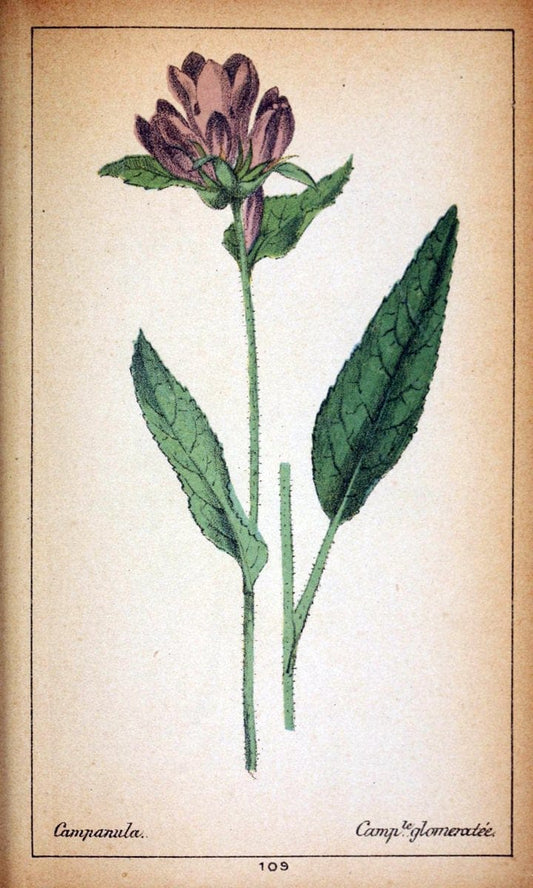 Choix de plantes de l'Europe centrale et particuliÃ¨rement de la Suisse et de la SavoieGe | Europe Central "Pictorial works" Plants "Savoy (France and Italy)" Switzerland  | Vintage Reproduction 454143