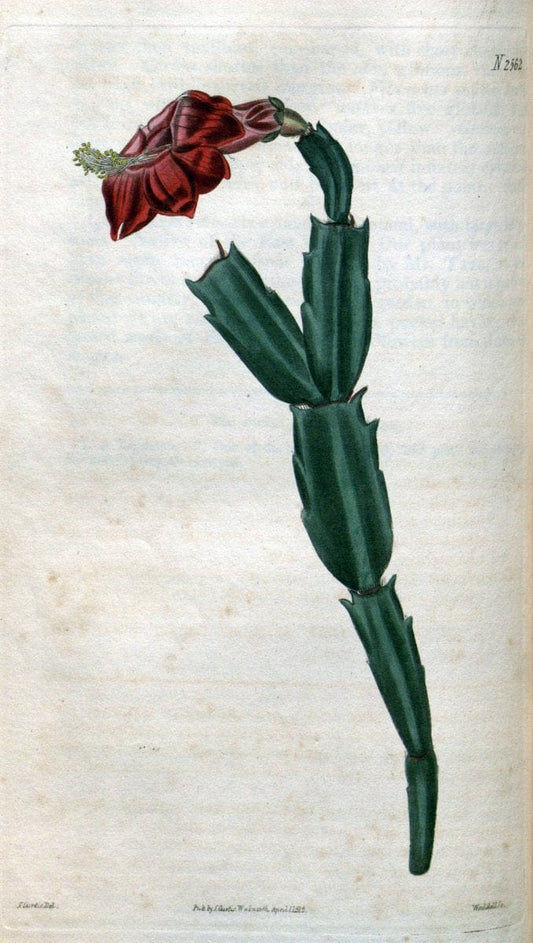 Curtis's botanical magazine. London ; New York [etc.] :Academic Press [etc.]. | "Botanical illustration" Botany Periodicals "Pictorial works" "Plants, Ornamental"  | Vintage Print Reproduction 454144