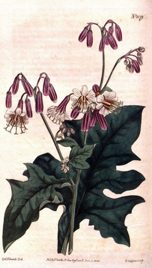 Curtis's botanical magazine. London ; New York [etc.] :Academic Press [etc.]. | "Botanical illustration" Botany Periodicals "Pictorial works" "Plants, Ornamental"  | Vintage Print Reproduction 454145
