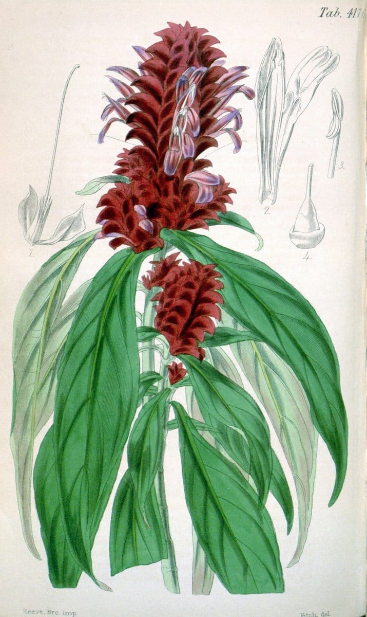 Curtis's botanical magazine. London ; New York [etc.] :Academic Press [etc.]. | "Botanical illustration" Botany Periodicals "Pictorial works" "Plants, Ornamental"  | Vintage Print Reproduction 454146