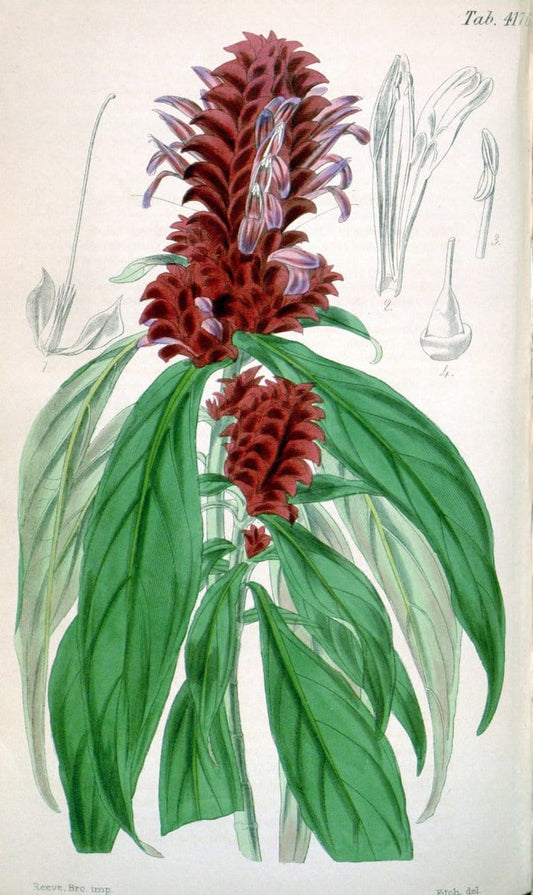 Curtis's botanical magazine. London ; New York [etc.] :Academic Press [etc.]. | "Botanical illustration" Botany Periodicals "Pictorial works" "Plants, Ornamental"  | Vintage Print Reproduction 454146