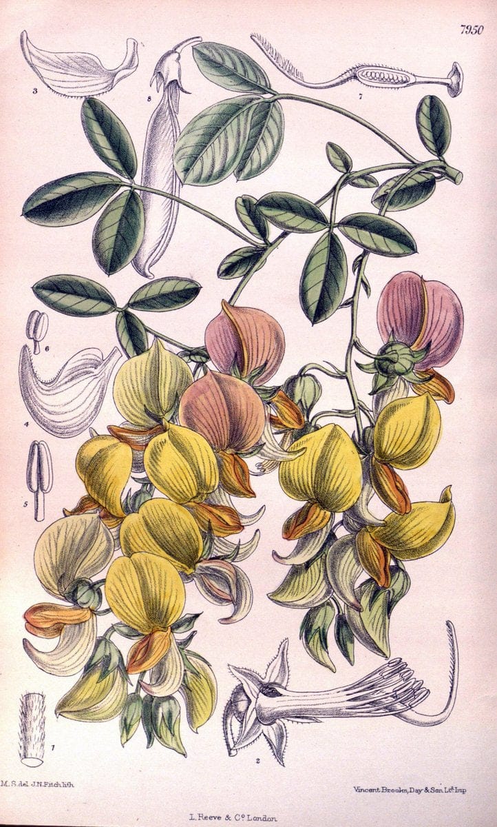 Curtis's botanical magazine. London ; New York [etc.] :Academic Press [etc.]. | "Botanical illustration" Botany Periodicals "Pictorial works" "Plants, Ornamental"  | Vintage Print Reproduction 454147