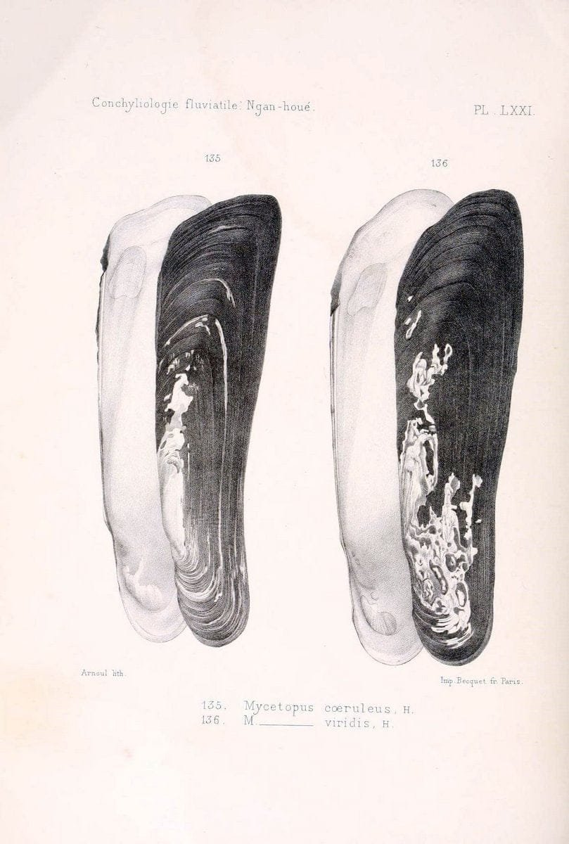 Conchyliologie fluviatile de la province de Nanking et de la Chine centrale /.Paris :Savy,[1875-1885]. | China Mollusks "Nanjing (Jiangsu Sheng)"  | Vintage Print Reproduction 454148