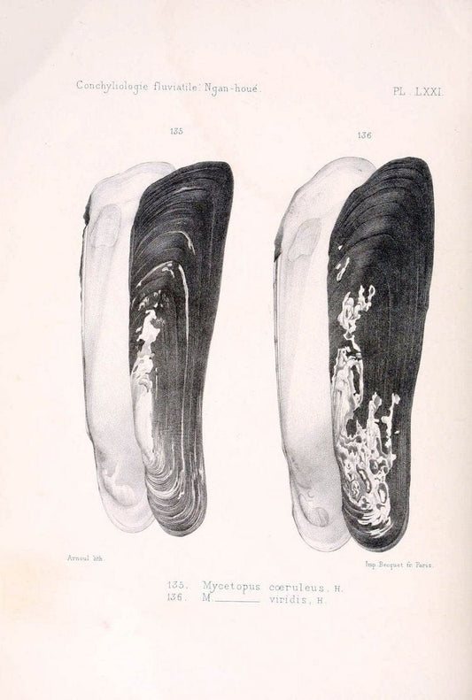 Conchyliologie fluviatile de la province de Nanking et de la Chine centrale /.Paris :Savy,[1875-1885]. | China Mollusks "Nanjing (Jiangsu Sheng)"  | Vintage Print Reproduction 454148