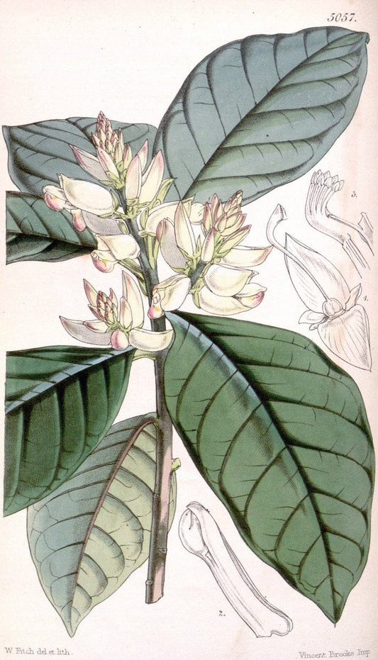 Curtis's botanical magazine. London ; New York [etc.] :Academic Press [etc.]. | "Botanical illustration" Botany Periodicals "Pictorial works" "Plants, Ornamental"  | Vintage Print Reproduction 454149