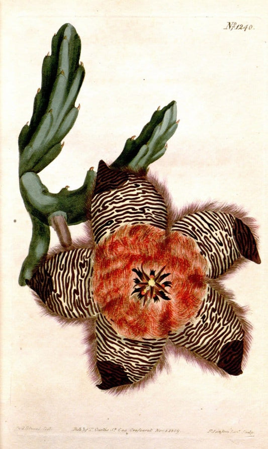 Curtis's botanical magazine. London ; New York [etc.] :Academic Press [etc.]. | "Botanical illustration" Botany Periodicals "Pictorial works" "Plants, Ornamental"  | Vintage Print Reproduction 454150