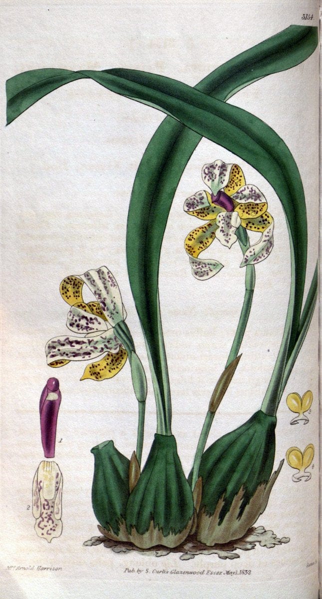 Curtis's botanical magazine. London ; New York [etc.] :Academic Press [etc.]. | "Botanical illustration" Botany Periodicals "Pictorial works" "Plants, Ornamental"  | Vintage Print Reproduction 454153