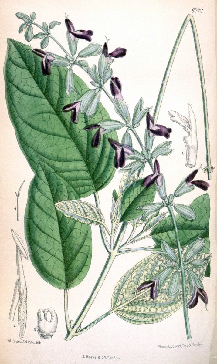 Curtis's botanical magazine. London ; New York [etc.] :Academic Press [etc.]. | "Botanical illustration" Botany Periodicals "Pictorial works" "Plants, Ornamental"  | Vintage Print Reproduction 454154