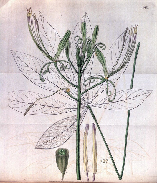 Curtis's botanical magazine. London ; New York [etc.] :Academic Press [etc.]. | "Botanical illustration" Botany Periodicals "Pictorial works" "Plants, Ornamental"  | Vintage Print Reproduction 454157