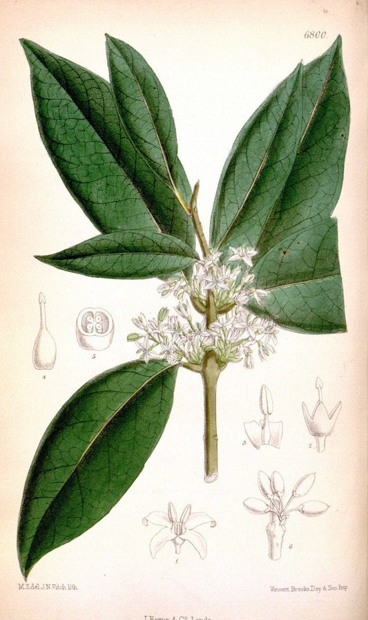 Curtis's botanical magazine. London ; New York [etc.] :Academic Press [etc.]. | "Botanical illustration" Botany Periodicals "Pictorial works" "Plants, Ornamental"  | Vintage Print Reproduction 454158