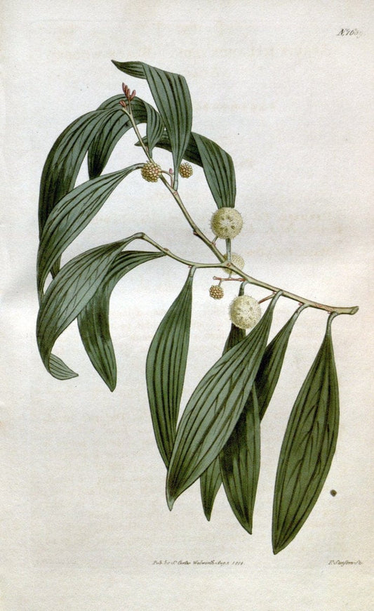 Curtis's botanical magazine. London ; New York [etc.] :Academic Press [etc.]. | "Botanical illustration" Botany Periodicals "Pictorial works" "Plants, Ornamental"  | Vintage Print Reproduction 454159
