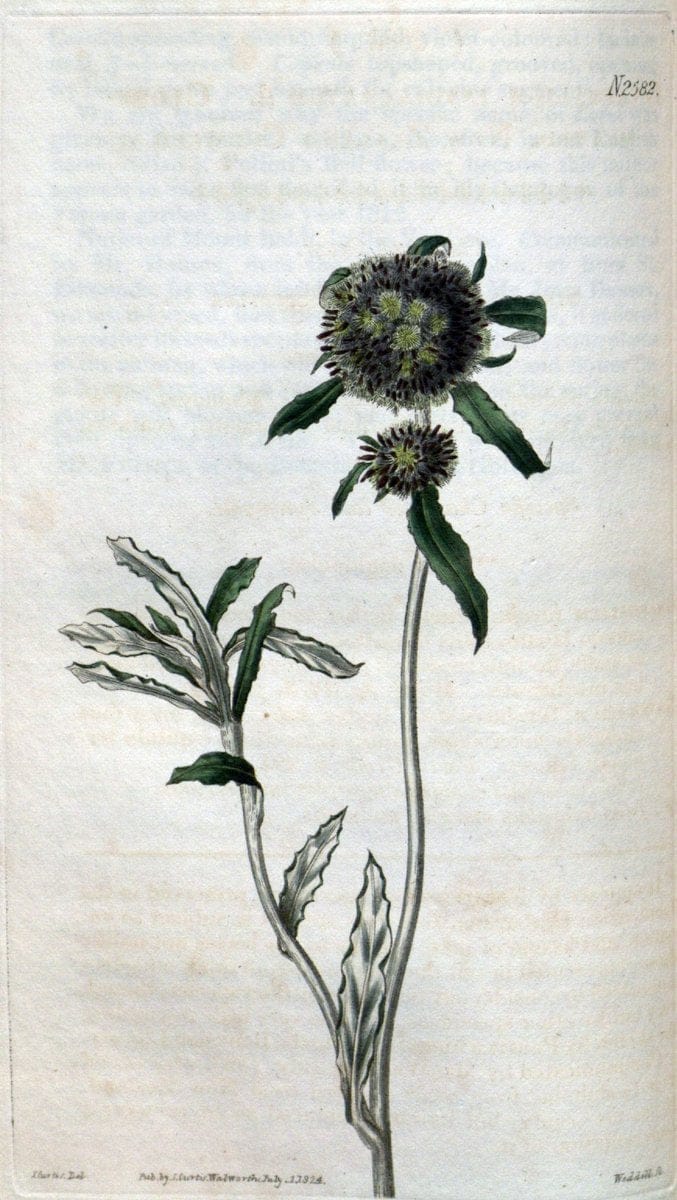 Curtis's botanical magazine. London ; New York [etc.] :Academic Press [etc.]. | "Botanical illustration" Botany Periodicals "Pictorial works" "Plants, Ornamental"  | Vintage Print Reproduction 454163