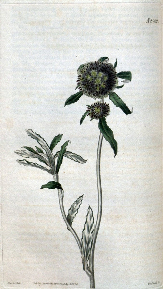 Curtis's botanical magazine. London ; New York [etc.] :Academic Press [etc.]. | "Botanical illustration" Botany Periodicals "Pictorial works" "Plants, Ornamental"  | Vintage Print Reproduction 454163